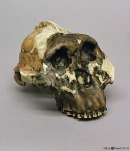 <i>A. boisei</i> OH 5 (Zinjanthropus)