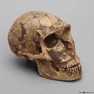 <i>H. neanderthalensis</i> (La Ferrassie 1)