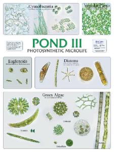 BioCam Pond Life Wall Charts