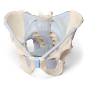 3B Scientific® Male Pelvis and Ligaments