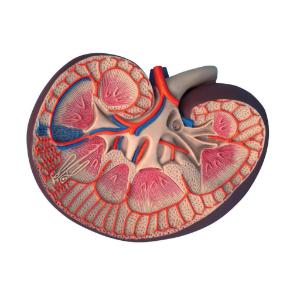3B Scientific® Basic Kidney Section