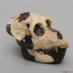 Dietary Comparison Economy Skull Set - Bone Clones, Inc. - Osteological  Reproductions