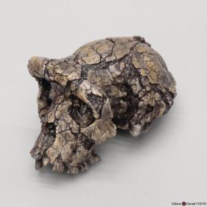 <i>Sahelanthropus tchadensis</i>