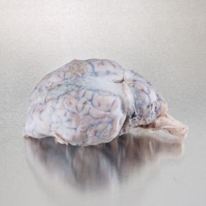 Ward's® Sheep Brains with Dura Mater