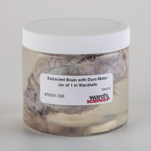 Ward's® Sheep Brains with Dura Mater