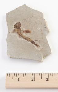 <i>Lycoptera davidi</i> (Jurassic)-China, Northeast Geology LLC