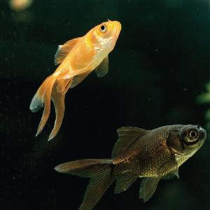 Ward's® Fantail Goldfish