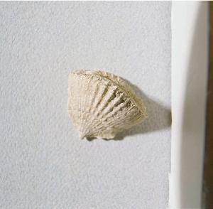 Flabellum cuneiforme (Eocene)