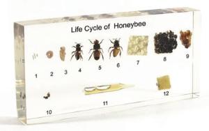 Honeybee Life History Display Mount