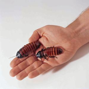 Ward's® Live Giant Hissing Cockroaches