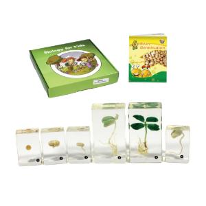 Realbug Kids Bean Germination