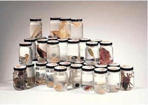 Animal Kingdom Sets: Ecdysozoans and General Specimens 1