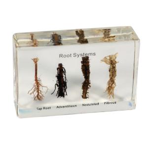 Realbug Root Systems