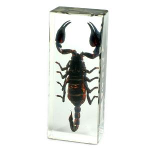 Realbug Black Scorpion