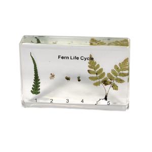 Realbug Fern Life Cycle