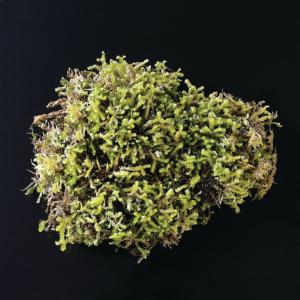 Leafy Liverwort