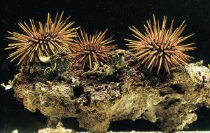 Ward's® Live Sea Urchins for Embryology