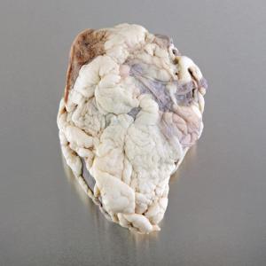 Preserved Sheep Heart with Pericardium