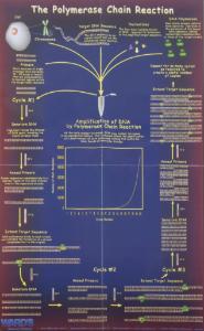 Ward's® PCR Process Poster