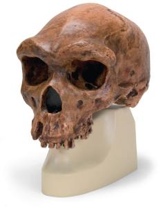 Replica Homo rhodesiensis Skull