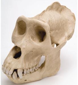 Gorilla Skull Male Replica