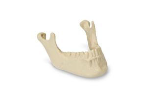 Premium Mandible With Teeth