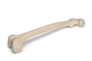 Premium Femur