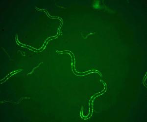 Expression of <i>C. elegans</i> Kit