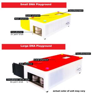 DNA Playground – Small vs. Large