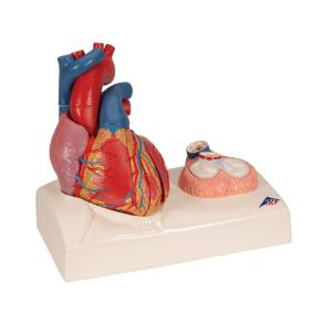 Magnetic Heart Model