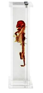 Fetal Cat Skeletal