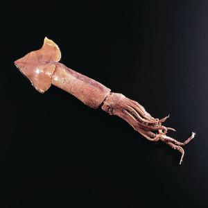 Preserved Squid