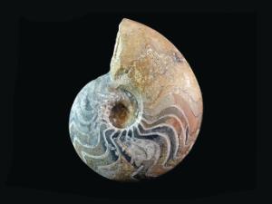Manticoceras sinuosum (Devonian)