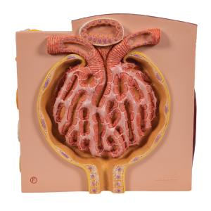 3BMICROanatomy Kidney