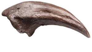 Allosaurus toe claw