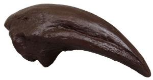 Allosaurus toe claw EC