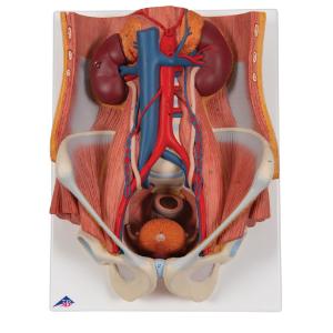 Dual Sex Urinary System,