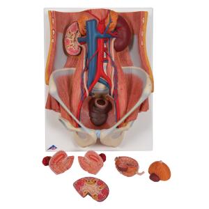 Urinary System