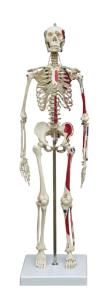 Rudiger® Small Scale Human Skeleton Models