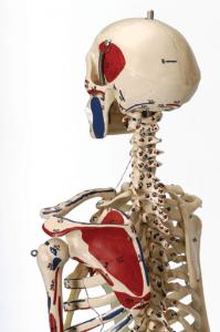 Rudiger® Small Scale Human Skeleton Models