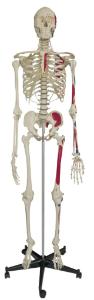 Rudiger® Life-Size Human Skeleton Model