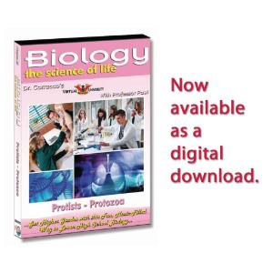 Protists - Protozoa