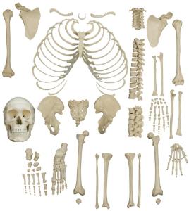 Rudiger® Disarticulated Human Skeleton