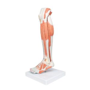 Lower Muscle Leg
