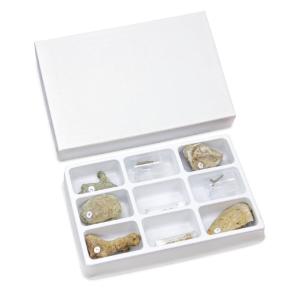 Bryozoa-Sea Mats Collection Set