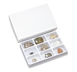 Pelecypoda-Bivalves Collection Set