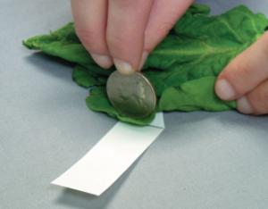 Ward's® Chromatography of Spinach Kit
