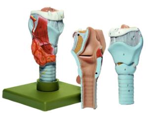 Somso® Larynx Model