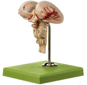 Somso® Brain Stem Model
