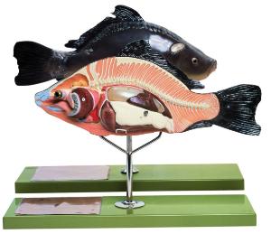 Somso® Bony Fish Model
